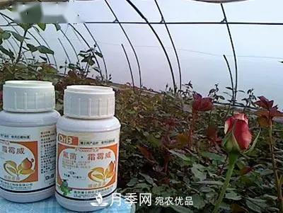 月季的常備藥品有哪些？收好了！(圖8)