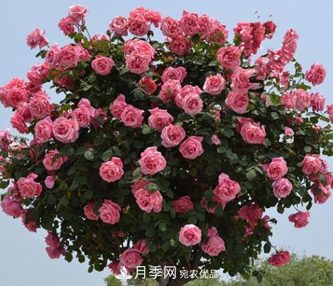 樹(shù)狀月季是用什么樹(shù)做樹(shù)樁？(圖3)