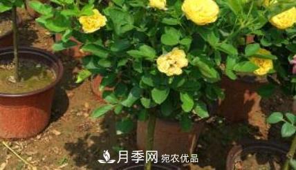 樹(shù)狀月季是用什么樹(shù)做樹(shù)樁？(圖1)