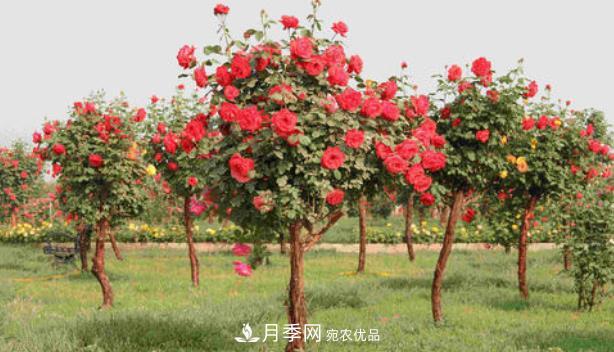 樹(shù)狀月季是用什么樹(shù)做樹(shù)樁？(圖2)
