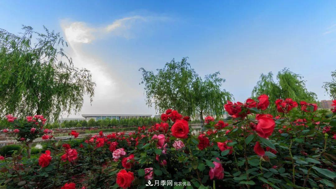關(guān)于河南“五朵金花”的南陽(yáng)月季，你知道多少？(圖2)