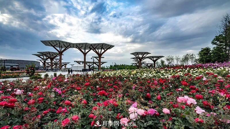 關(guān)于河南“五朵金花”的南陽(yáng)月季，你知道多少？(圖1)