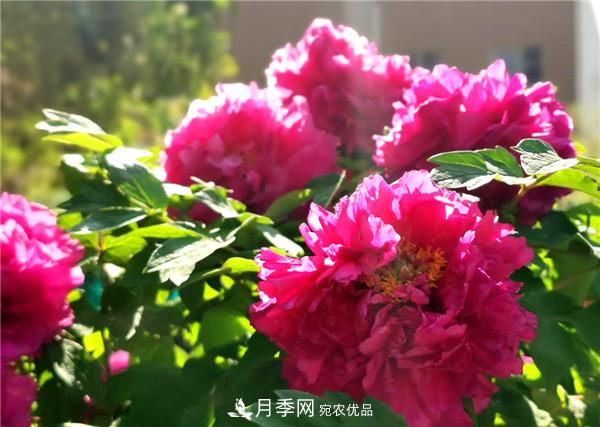 “老家河南·五朵金花”究竟是誰(shuí)？南陽(yáng)月季榜上有名(圖2)