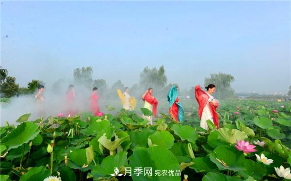 “老家河南·五朵金花”究竟是誰(shuí)？南陽(yáng)月季榜上有名(圖3)