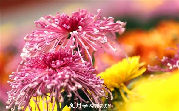 “老家河南·五朵金花”究竟是誰(shuí)？南陽(yáng)月季榜上有名(圖4)