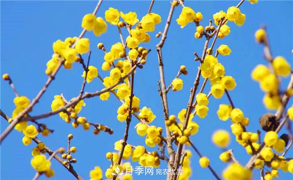“老家河南·五朵金花”究竟是誰(shuí)？南陽(yáng)月季榜上有名(圖5)