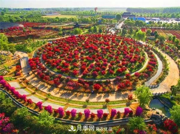 “老家河南·五朵金花”究竟是誰(shuí)？南陽(yáng)月季榜上有名(圖7)