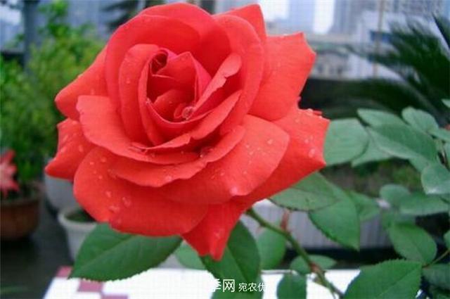6種藤本月季，花墻養成必選品種，四季開(kāi)花不停歇(圖2)