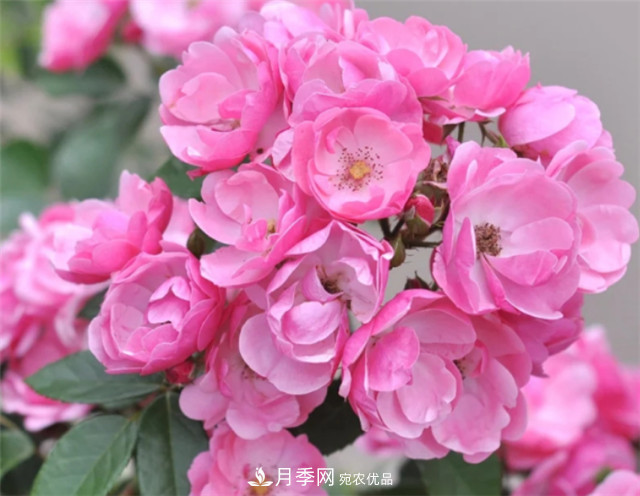 6種藤本月季，花墻養成必選品種，四季開(kāi)花不停歇(圖4)