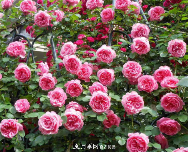 6種藤本月季，花墻養成必選品種，四季開(kāi)花不停歇(圖5)