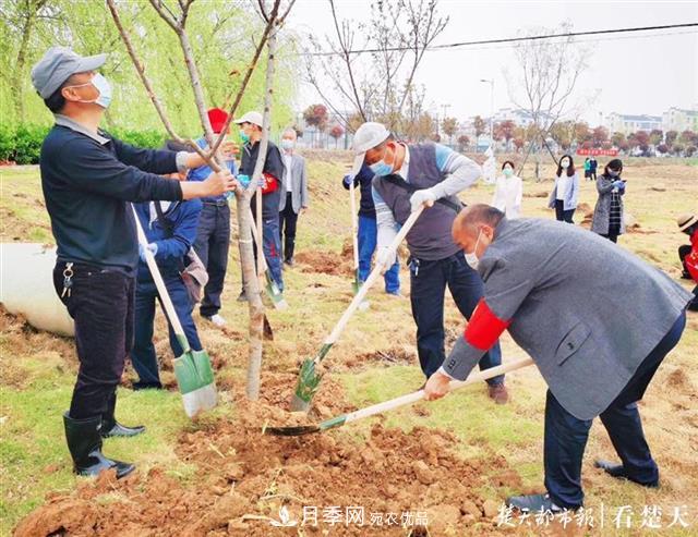 2019年武漢綠化成績(jì)單：建成303公里綠道，新栽月季100萬(wàn)株……(圖3)