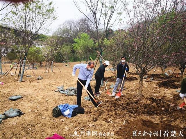 2019年武漢綠化成績(jì)單：建成303公里綠道，新栽月季100萬(wàn)株……(圖2)