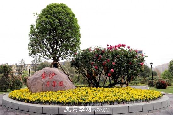 備好鮮花迎國慶 你家的月季花修剪了嗎！(圖2)