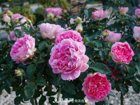 夏天暴雨天，月季發(fā)黃枯萎，2個(gè)原因需要解決(圖2)