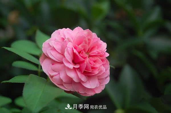 達芬奇“粉色月季”令人驚艷，生長(cháng)快開(kāi)花重瓣，開(kāi)花太美(圖1)