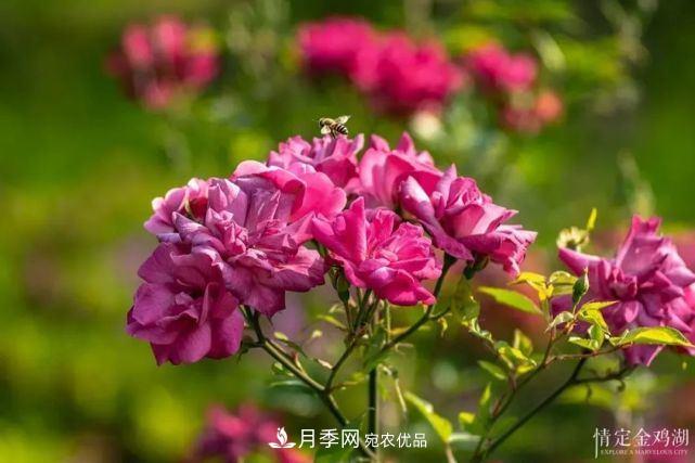 蘇洲金雞湖畔！大美月季花海！(圖3)