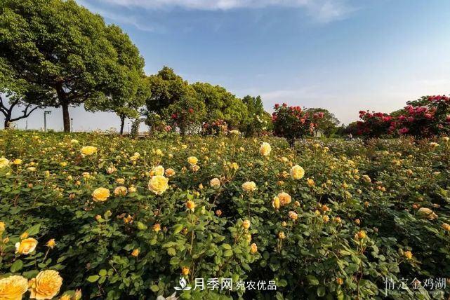 蘇洲金雞湖畔！大美月季花海！(圖2)