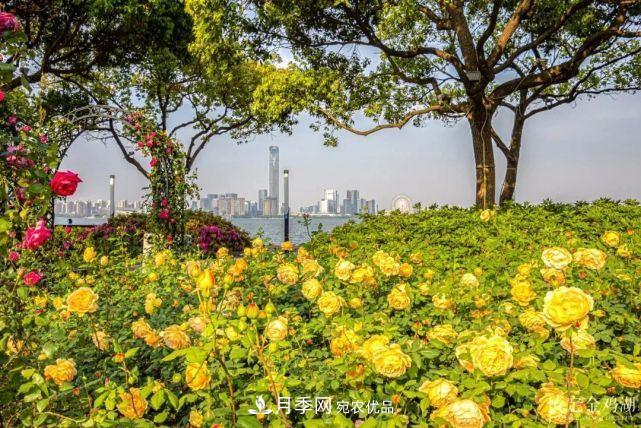蘇洲金雞湖畔！大美月季花海！(圖1)