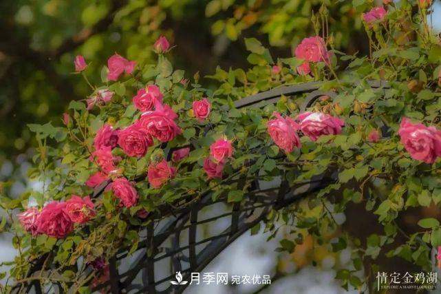 蘇洲金雞湖畔！大美月季花海！(圖5)