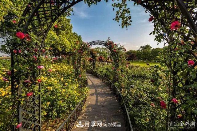 蘇洲金雞湖畔！大美月季花海！(圖4)