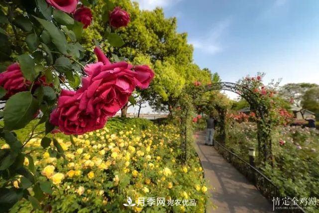 蘇洲金雞湖畔！大美月季花海！(圖6)