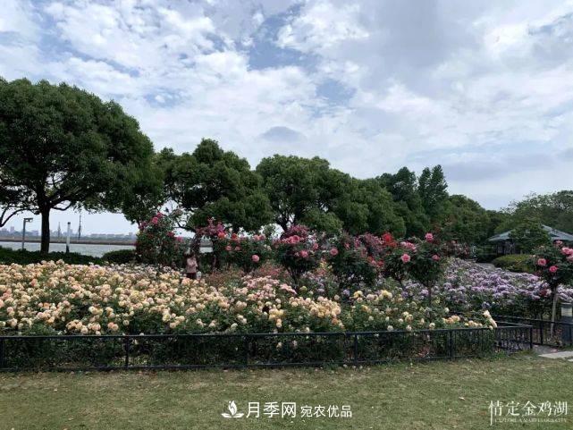 蘇洲金雞湖畔！大美月季花海！(圖7)