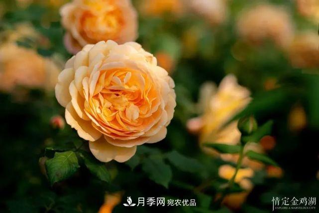 蘇洲金雞湖畔！大美月季花海！(圖8)