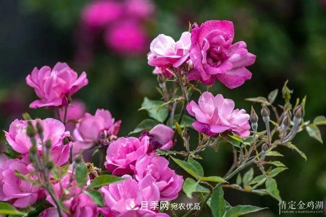 蘇洲金雞湖畔！大美月季花海！(圖9)