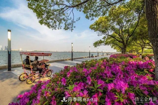 蘇洲金雞湖畔！大美月季花海！(圖10)