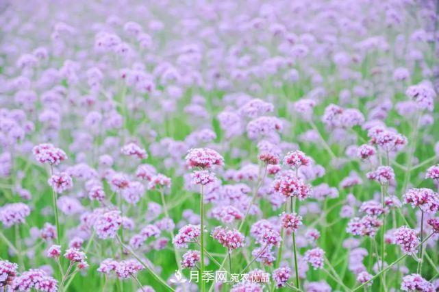 蘇洲金雞湖畔！大美月季花海！(圖12)