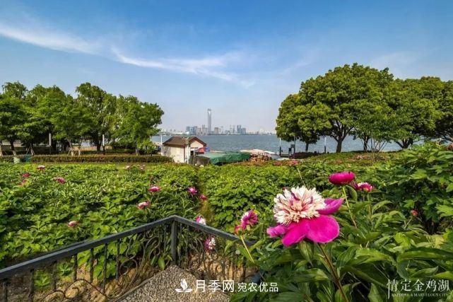 蘇洲金雞湖畔！大美月季花海！(圖11)