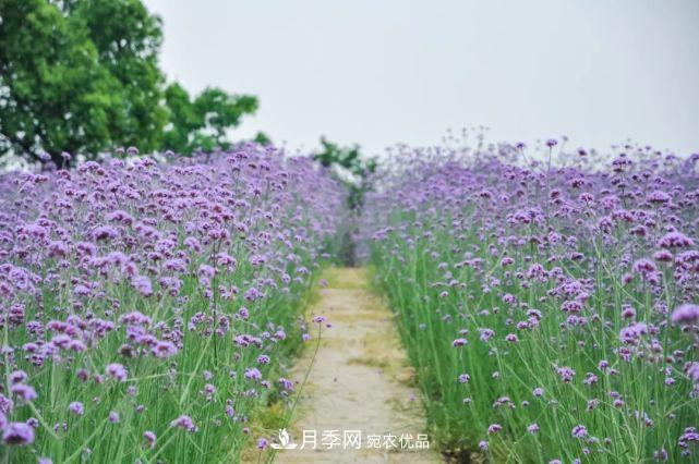 蘇洲金雞湖畔！大美月季花海！(圖13)