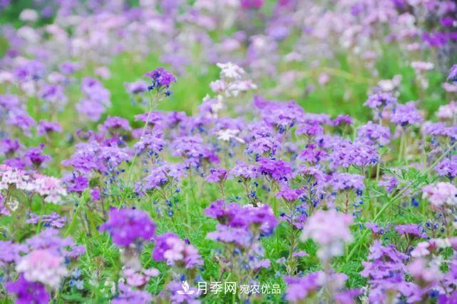蘇洲金雞湖畔！大美月季花海！(圖14)