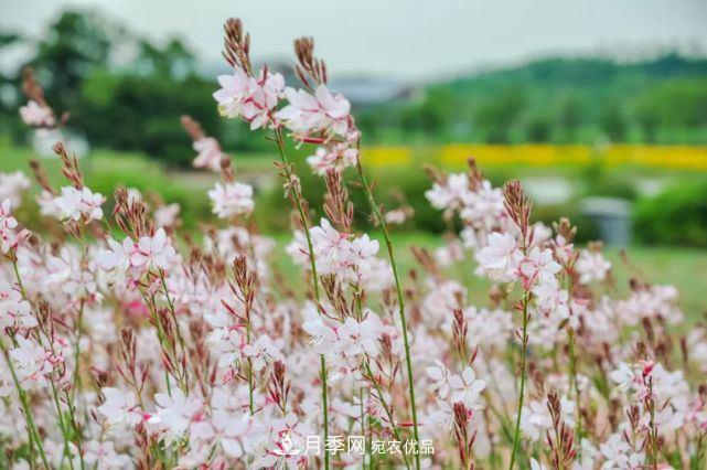 蘇洲金雞湖畔！大美月季花海！(圖16)