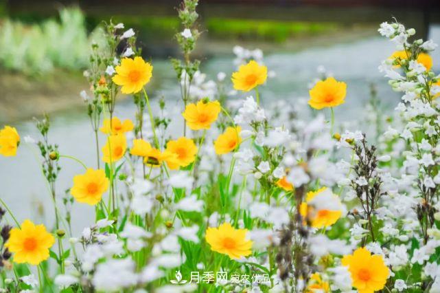 蘇洲金雞湖畔！大美月季花海！(圖17)