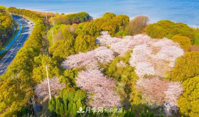 蘇洲金雞湖畔！大美月季花海！(圖19)