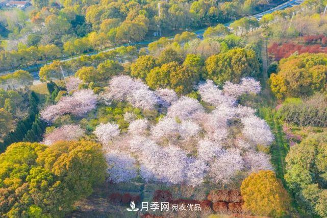蘇洲金雞湖畔！大美月季花海！(圖20)