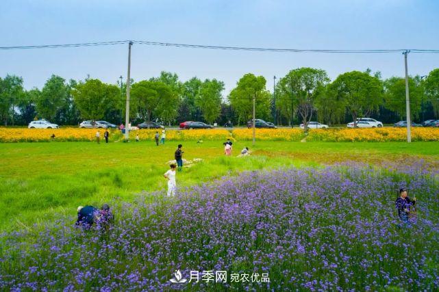 蘇洲金雞湖畔！大美月季花海！(圖24)