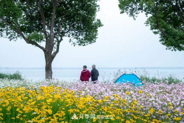 蘇洲金雞湖畔！大美月季花海！(圖23)