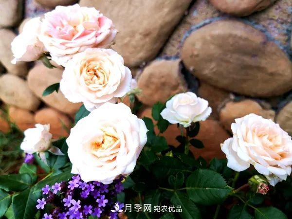 月季：曾陪桃李開(kāi)時(shí)雨，仍伴梧桐落后風(fēng)(圖1)
