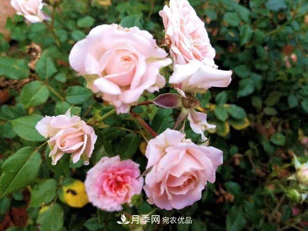 月季：曾陪桃李開(kāi)時(shí)雨，仍伴梧桐落后風(fēng)(圖2)
