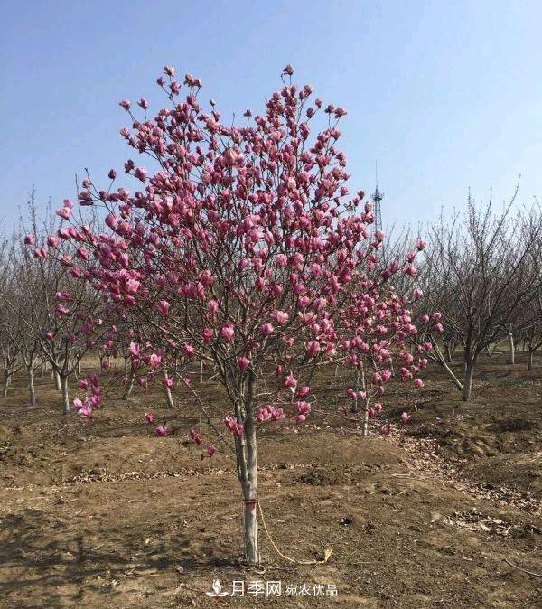 紫玉蘭樹(shù)能長(cháng)多高？五年樹(shù)齡可長(cháng)到3米(圖1)