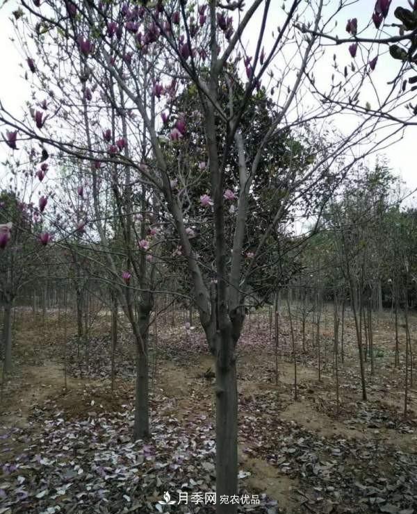 紫玉蘭樹(shù)能長(cháng)多高？五年樹(shù)齡可長(cháng)到3米(圖3)