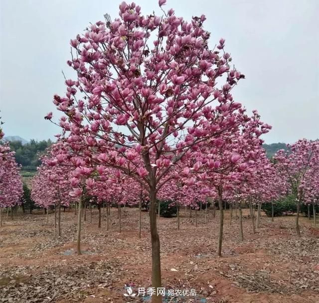 紫玉蘭樹(shù)能長(cháng)多高？五年樹(shù)齡可長(cháng)到3米(圖2)