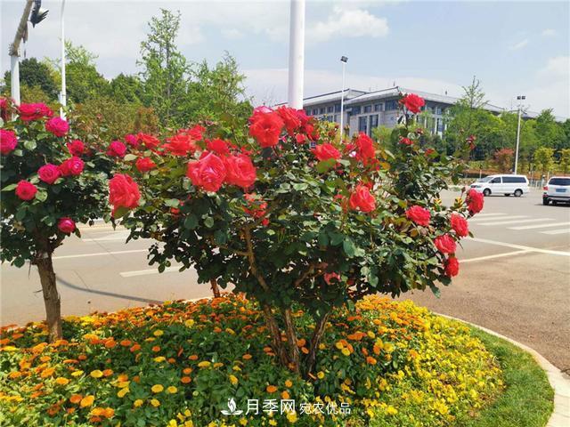 昆明呈貢街頭1487株樹(shù)狀月季花正艷，月季花開(kāi)扮靚春城(圖1)