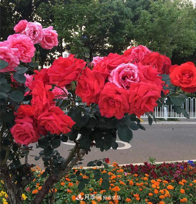 昆明呈貢街頭1487株樹(shù)狀月季花正艷，月季花開(kāi)扮靚春城(圖2)