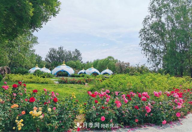 今夏到北京豐臺，看亭臺樓閣，賞各色月季(圖2)