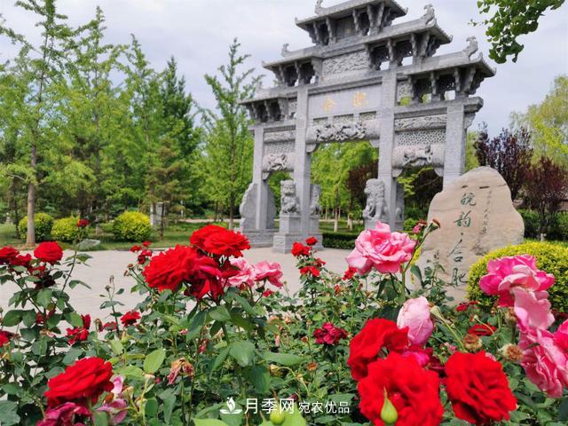 今夏到北京豐臺，看亭臺樓閣，賞各色月季(圖1)