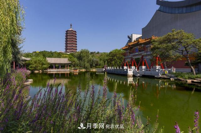 今夏到北京豐臺，看亭臺樓閣，賞各色月季(圖3)