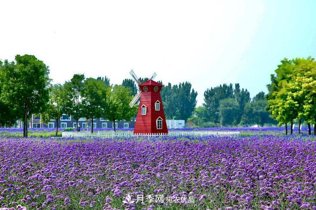 今夏到北京豐臺，看亭臺樓閣，賞各色月季(圖5)